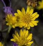 Maryland goldenaster